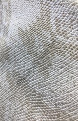 İguana- Yılan Beyaz