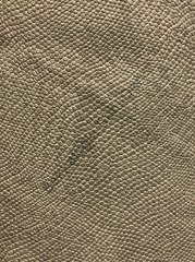 İguana- Yılan Vizon