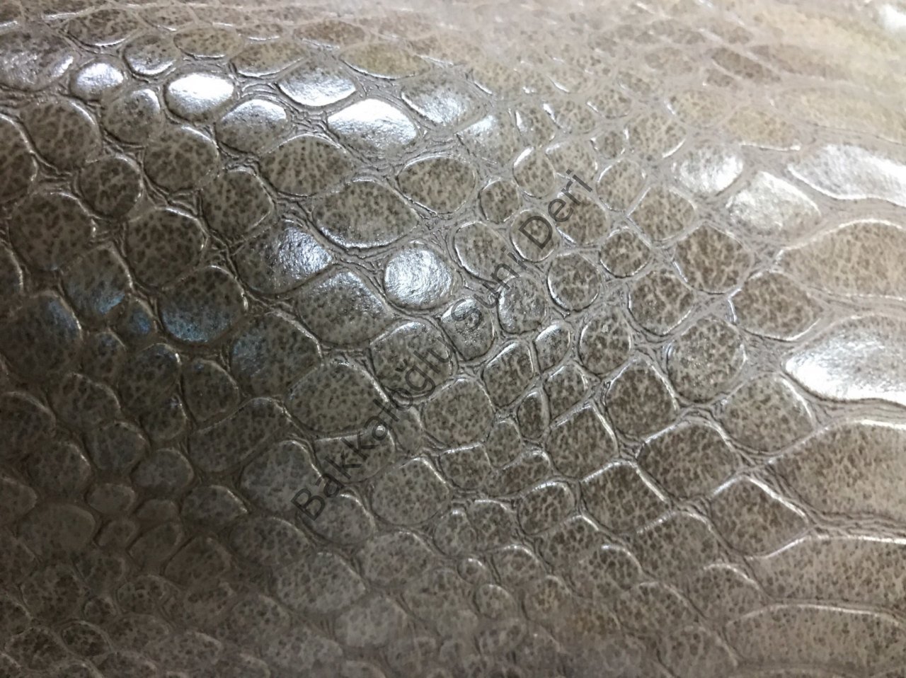 Raşel Kaktüs Vizon